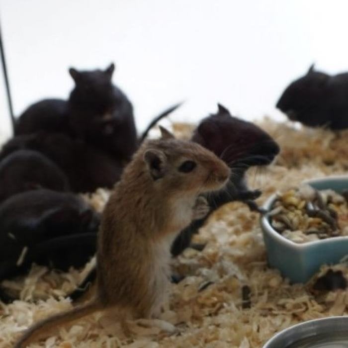 jonge woensratjes/gerbils te koop, Dieren en Toebehoren, Knaagdieren, Juli, Meerdere dieren