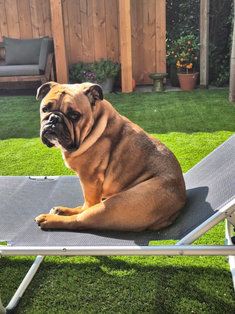 Oppas gezocht voor deze lieve bull!