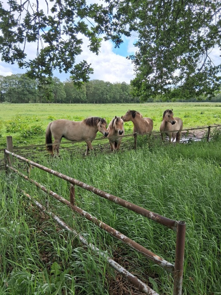 3 jarige fjorden merrie, Merrie, Minder dan 160 cm, Met stamboom, 3 tot 6 jaar