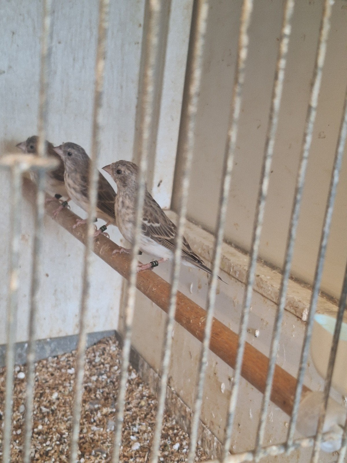 edelzangers, Dieren en Toebehoren, Meerdere dieren, Tropenvogel, Geringd