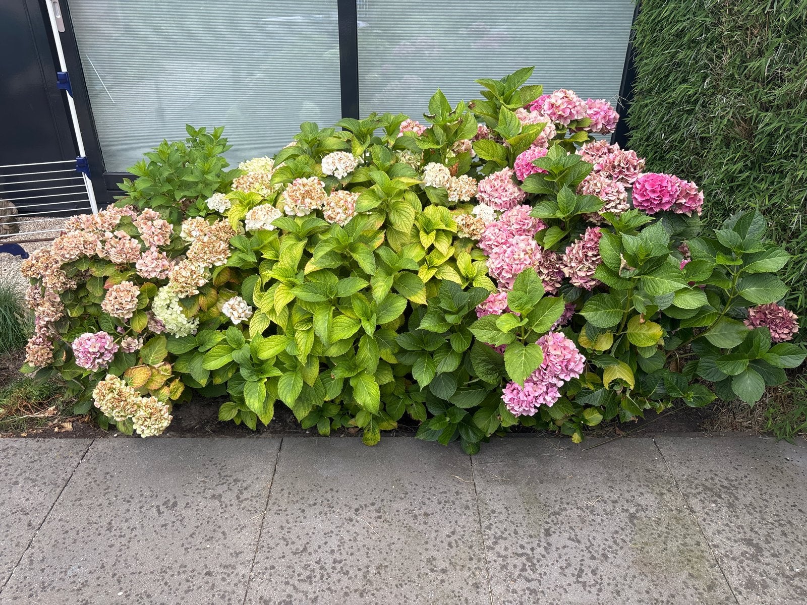 Prachtige Hortensia's - Roze en Wit, Tuin en Terras, Planten | Tuinplanten, Vaste plant, Halfschaduw, Zomer, Ophalen