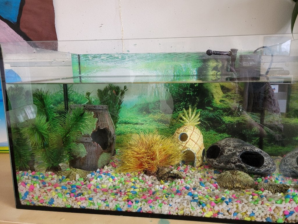 Aquarium, Ophalen, Inclusief toebehoren, Zo goed als nieuw, Leeg aquarium