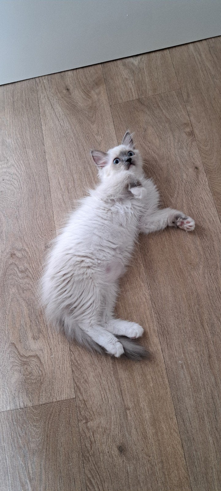 Ragdoll poesjes,  blue bicolor, stamboom, mogen verhuizen., Meerdere dieren, Met stamboom, 0 tot 2 jaar