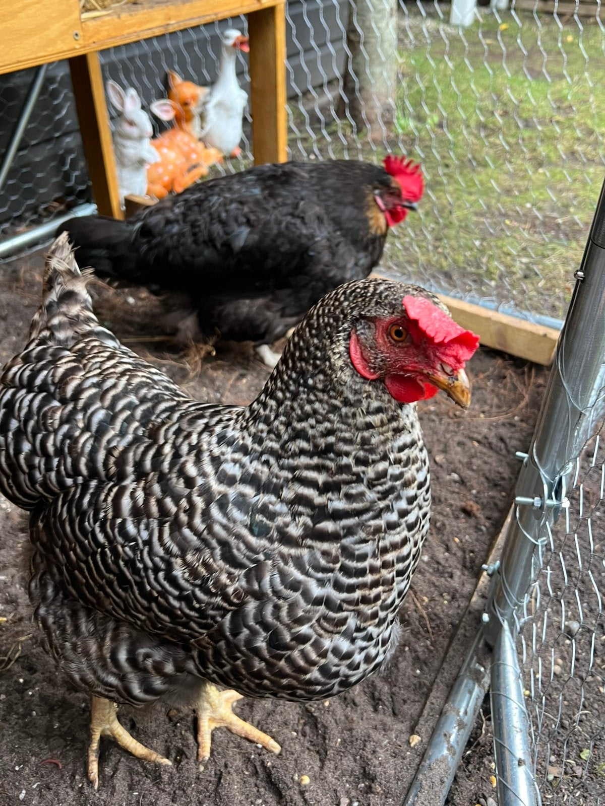 Twee legkippen, Dieren en Toebehoren, Vrouwelijk, Kip