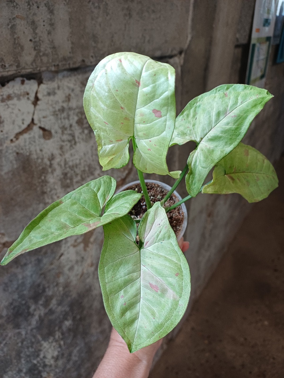 Syngonium confetti, Ophalen of Verzenden, Halfschaduw, Minder dan 100 cm