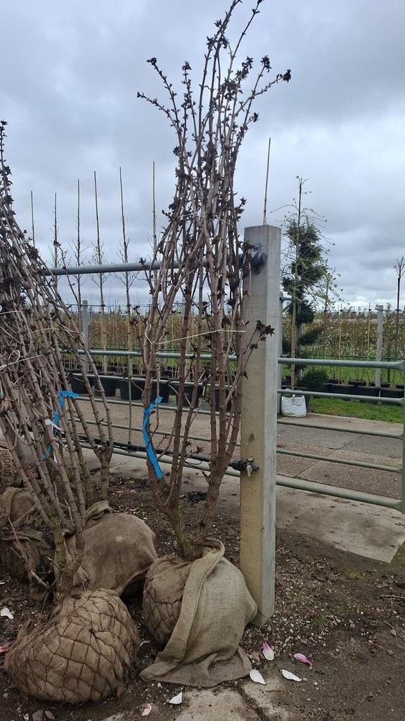 meerstammige zwarte vlier sambucus nigra black tower 250-300, Tuin en Terras, Planten | Bomen, Overige soorten, Volle zon, Zomer