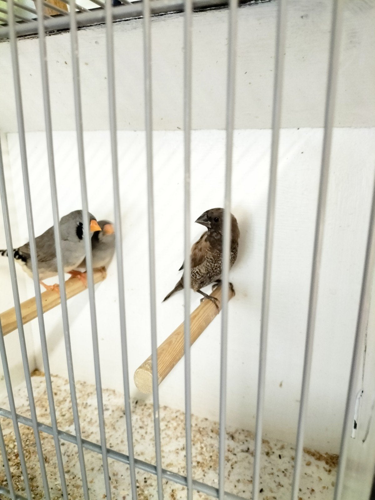 Te Koop Meeuwtjes en Zebra vinken, Dieren en Toebehoren, Meerdere dieren