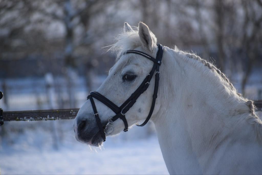 Mooie schimmel B-pony ruin, Ruin