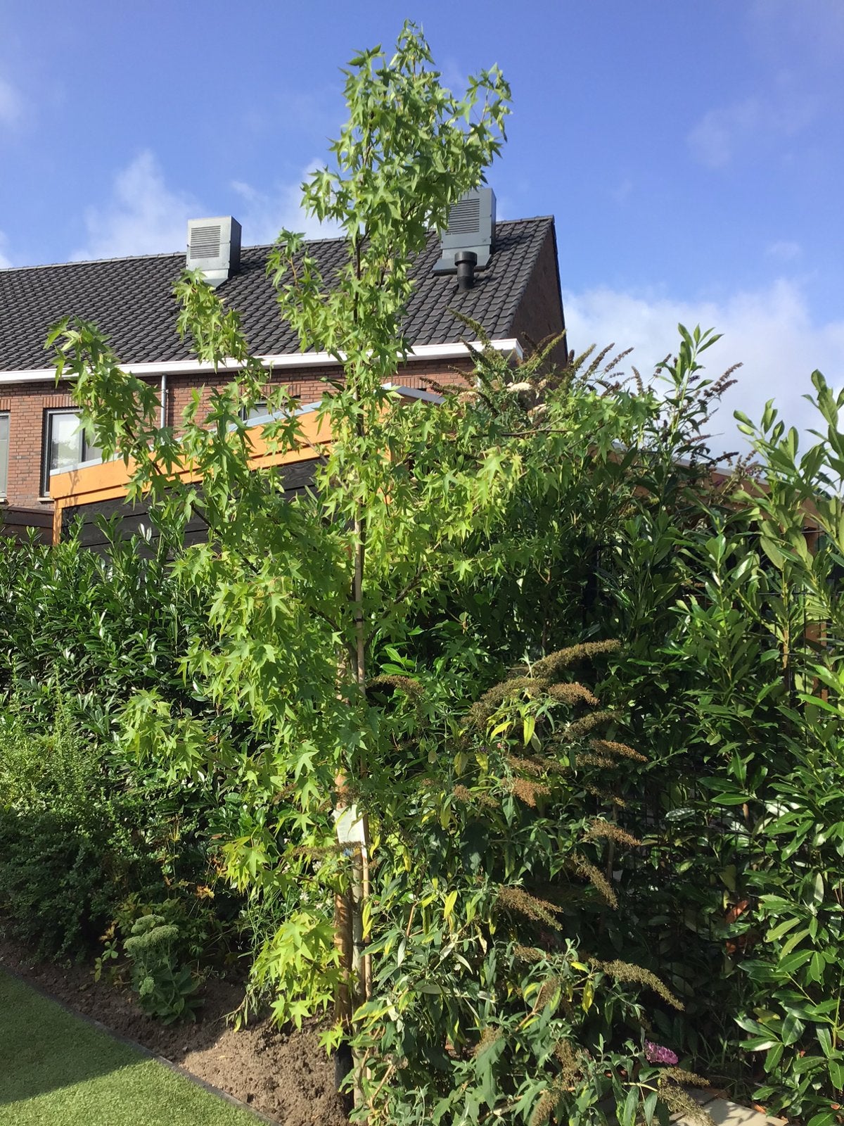 Amberboom Liquidambar, Ophalen of Verzenden, Bloeit niet, Volle zon, Overige soorten