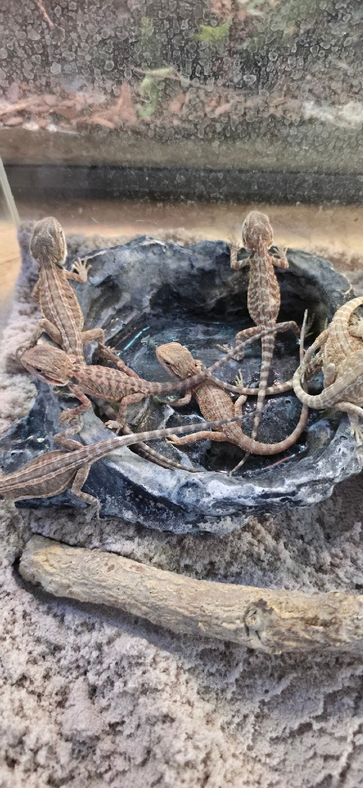 baardagaam jongen, laatste aantal Bearded Dragon - unknown for sale from Martin
