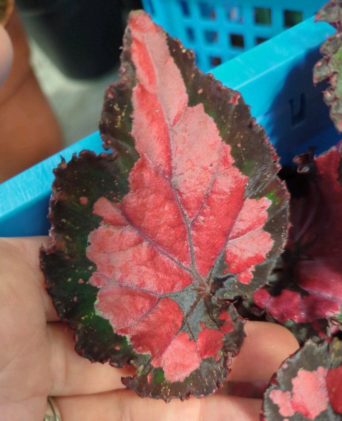 Begonia Beleaf stekjes, Ophalen of Verzenden, Halfschaduw, Minder dan 100 cm