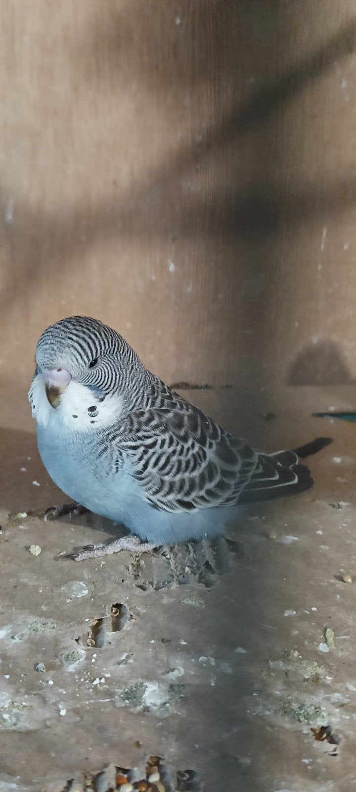 Jonge grasparkieten van Mei/Juni, Dieren en Toebehoren, Vogels | Parkieten en Papegaaien, Geslacht onbekend, Parkiet