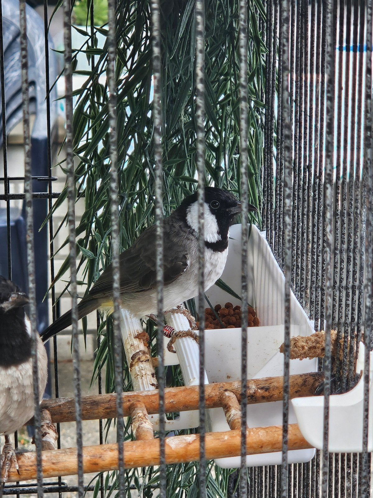 koppel witoorbuulbuul, Dieren en Toebehoren, Vogels | Overige Vogels, Meerdere dieren, Geringd