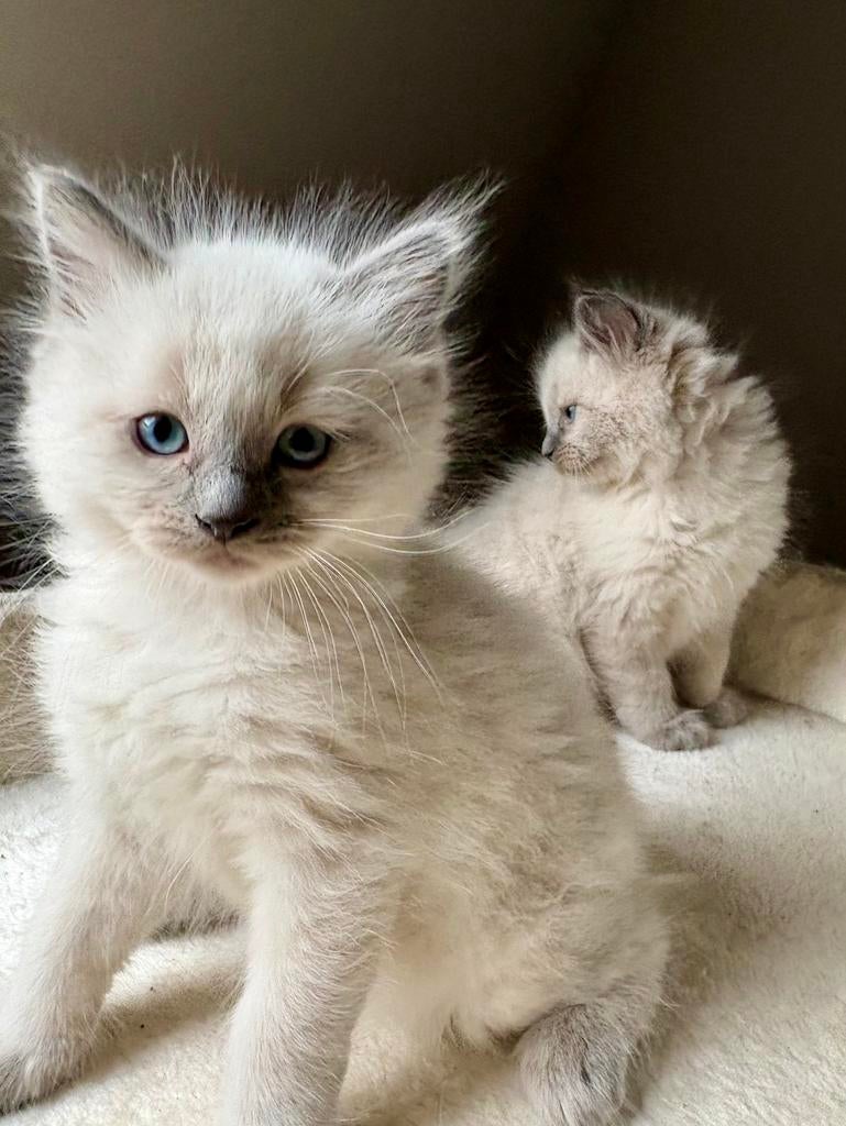 100% Ragdoll kittens beschikbaar, Dieren en Toebehoren, Katten en Kittens | Raskatten | Langhaar, Meerdere dieren, Gechipt, 0 tot 2 jaar