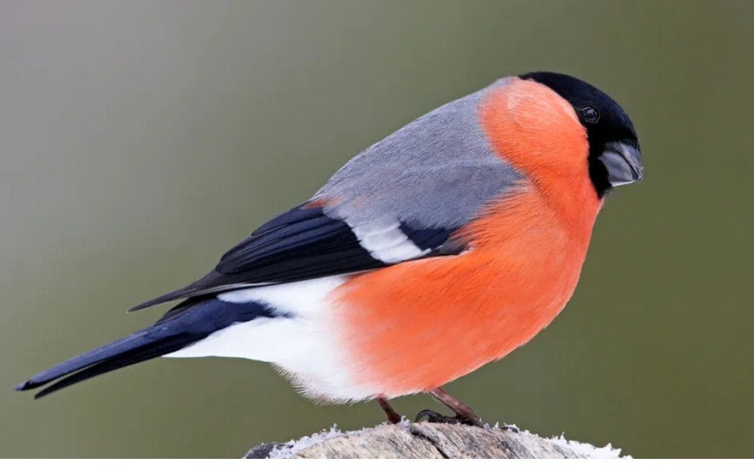 gevraagd, Meerdere dieren, Wildzangvogel