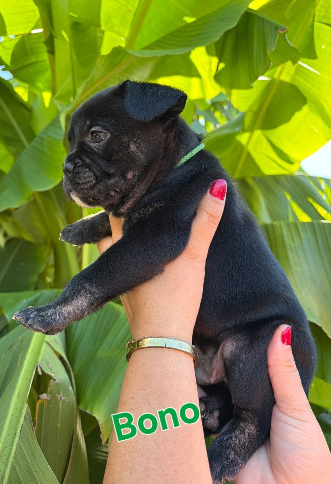 Moderne Franse Bulldog Pups (NIEUWE FOTO'S), 8 tot 15 weken, Bulldog, Meerdere, Meerdere dieren