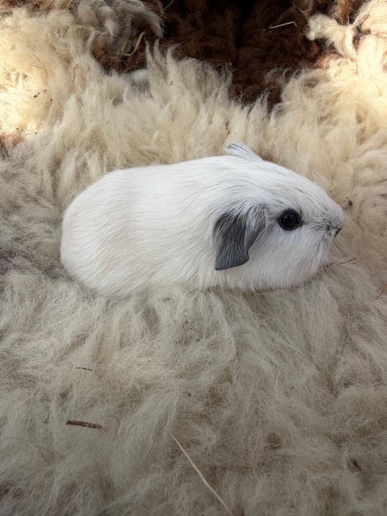 3 wit cali zwart gladhaar beertjes 🐹, Dieren en Toebehoren, Knaagdieren, Mei, Mannelijk, Cavia