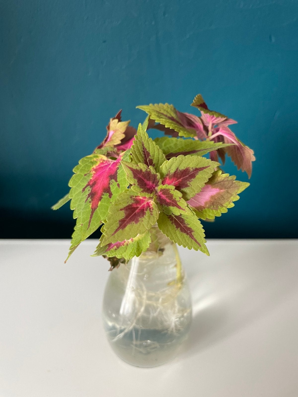 Stekje(s) Siernetel Coleus plant - Roze kamerplant, Ophalen of Verzenden, Halfschaduw, Minder dan 100 cm