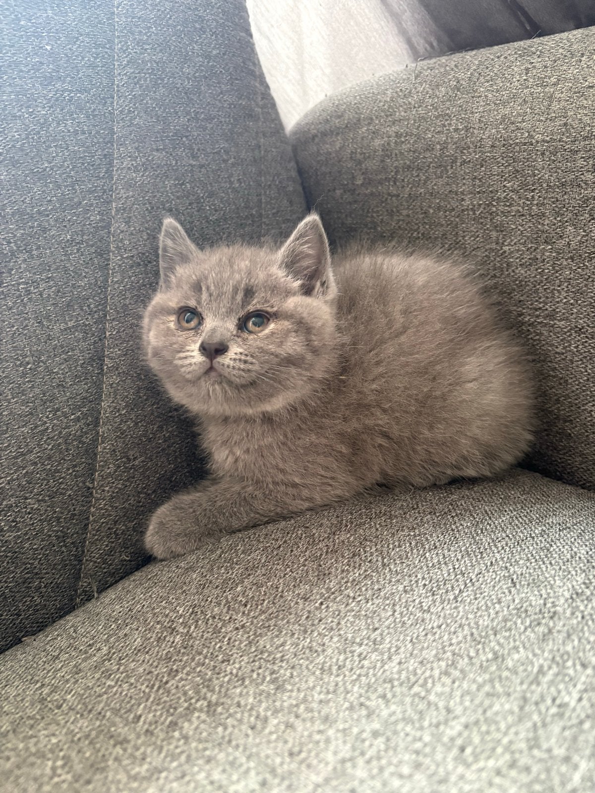 Britse Korthaar Kittens (kater), Meerdere dieren, Ontwormd, 0 tot 2 jaar