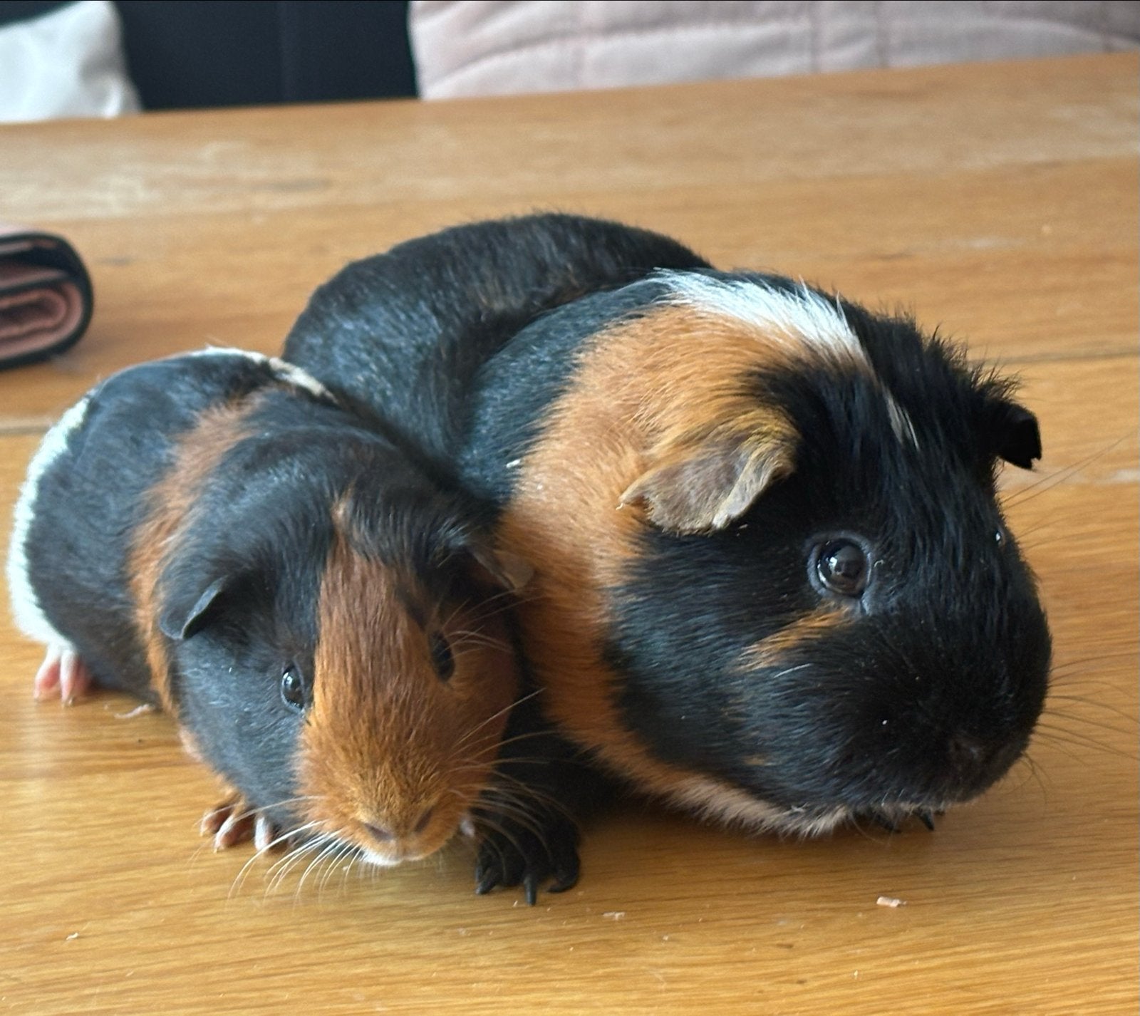 Cavias met kooi, Cavia, Mannelijk, Juli, Tam