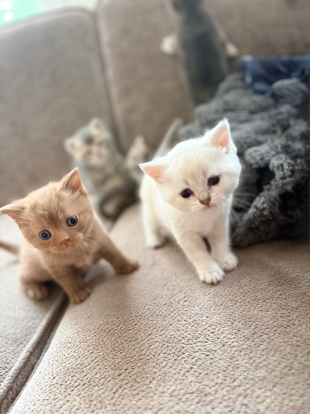 ** 4 Britse kittens, Cinnamon, BluePoint, BlueGolden Shaded, Dieren en Toebehoren, Meerdere dieren, Ontwormd, 0 tot 2 jaar