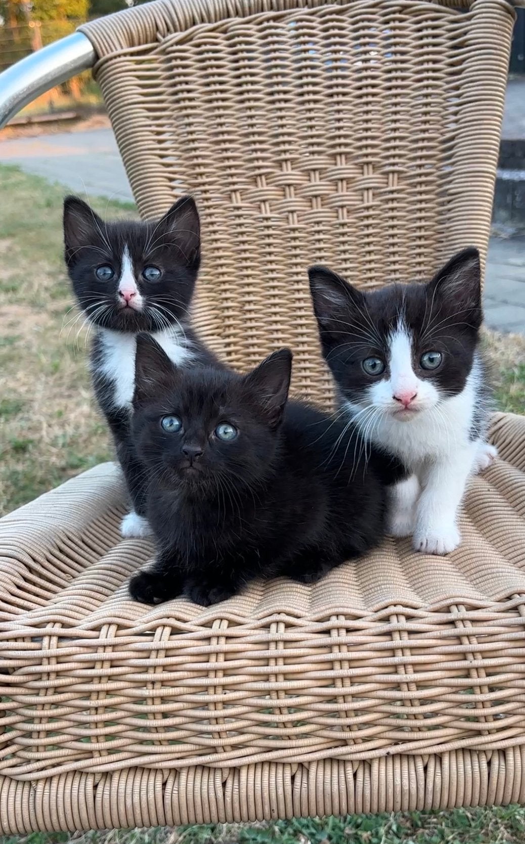 Zeer lieve, aanhankelijke kittens mogen naar hun nw baasje, Dieren en Toebehoren, Meerdere dieren