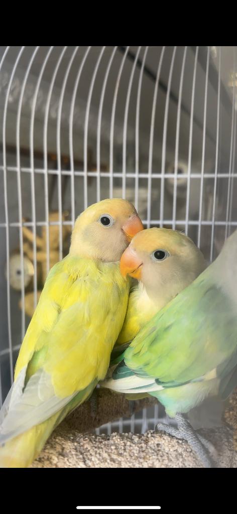 Agapornis baby’s, Dieren en Toebehoren, Vogels | Parkieten en Papegaaien, Geslacht onbekend, Dwergpapegaai of Agapornis