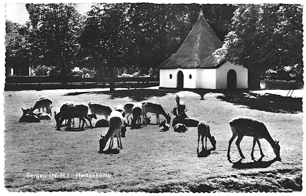 700116 Bergen 1962 Hertenkamp Gelopen met postzegel, Ophalen of Verzenden, 1960 tot 1980, Gelopen, Noord-Holland