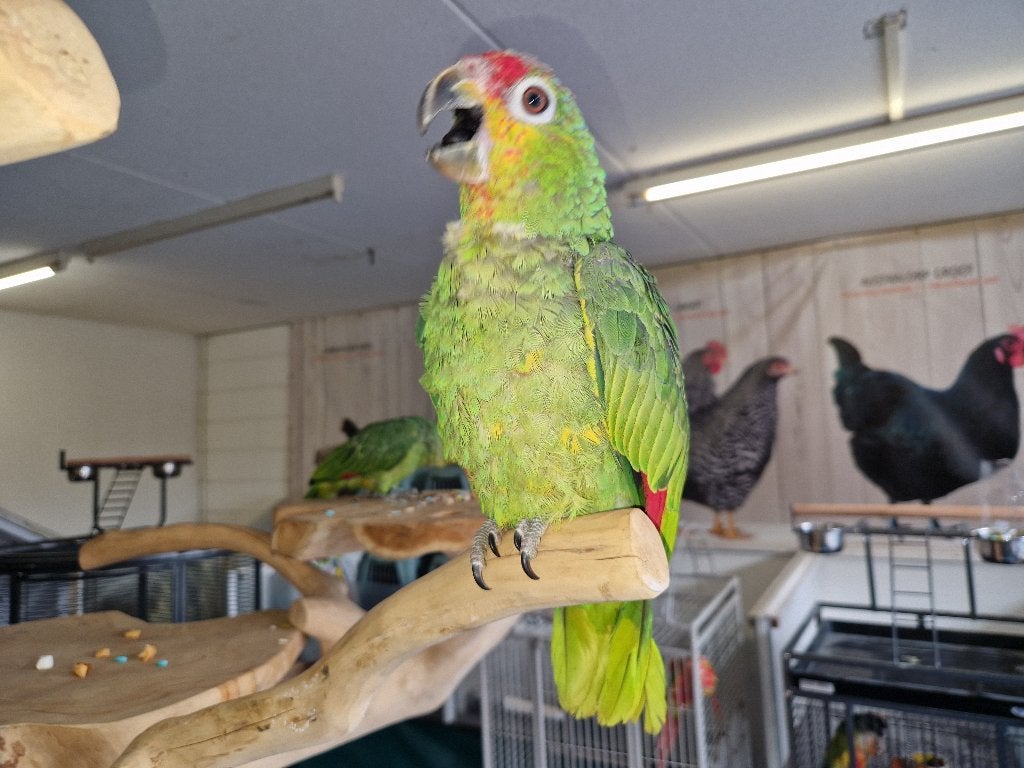 Geelwang Amazone Papegaai | Handtam | Met DNA, Dieren en Toebehoren, Meerdere dieren, Parkiet, Tam