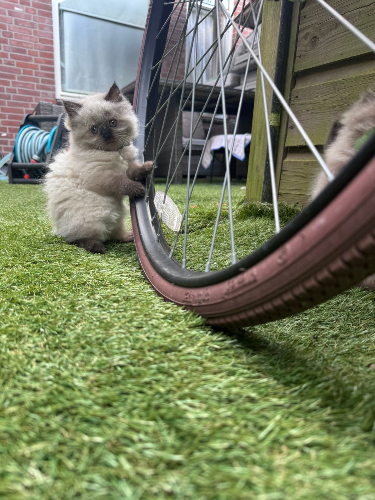 Ragdoll × Perzische kittens – Nog 3 beschikbaar ., Meerdere dieren, Ontwormd, 0 tot 2 jaar
