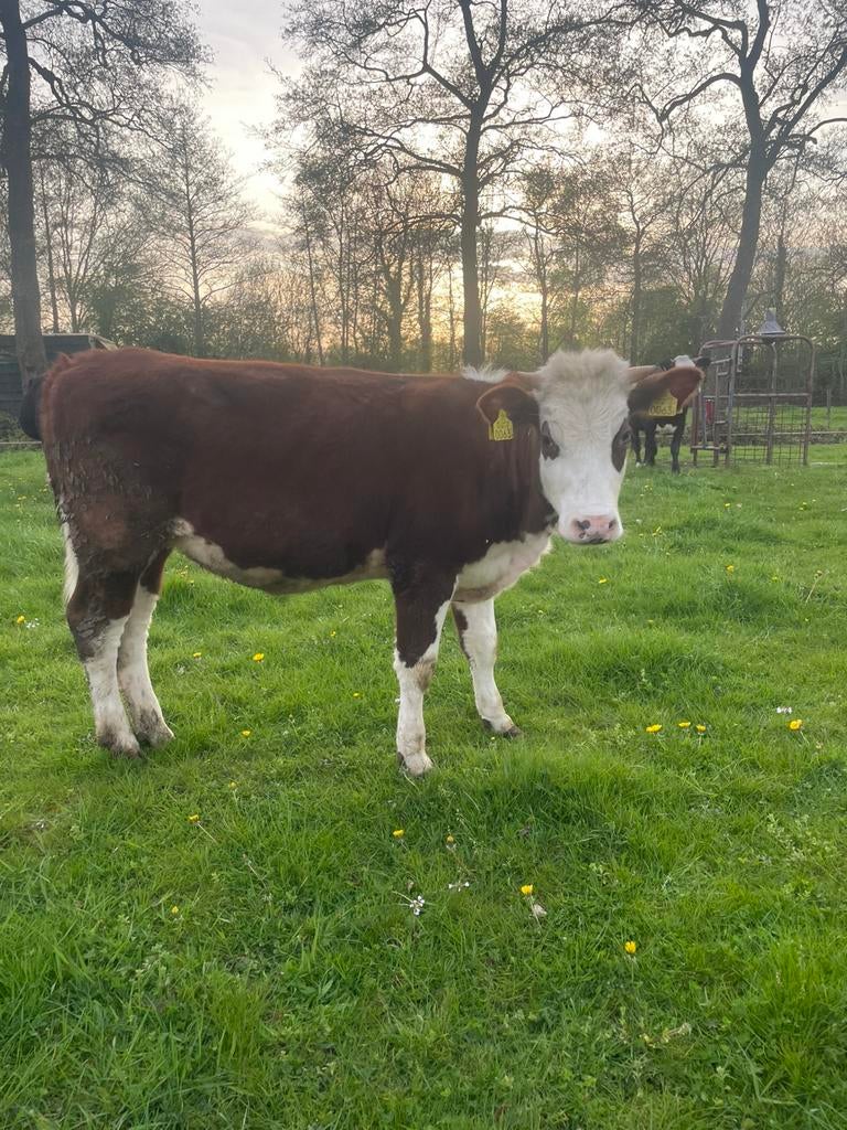 Rode blaarkop vaars pink 1 jaar te koop, Vrouwelijk, 0 tot 2 jaar