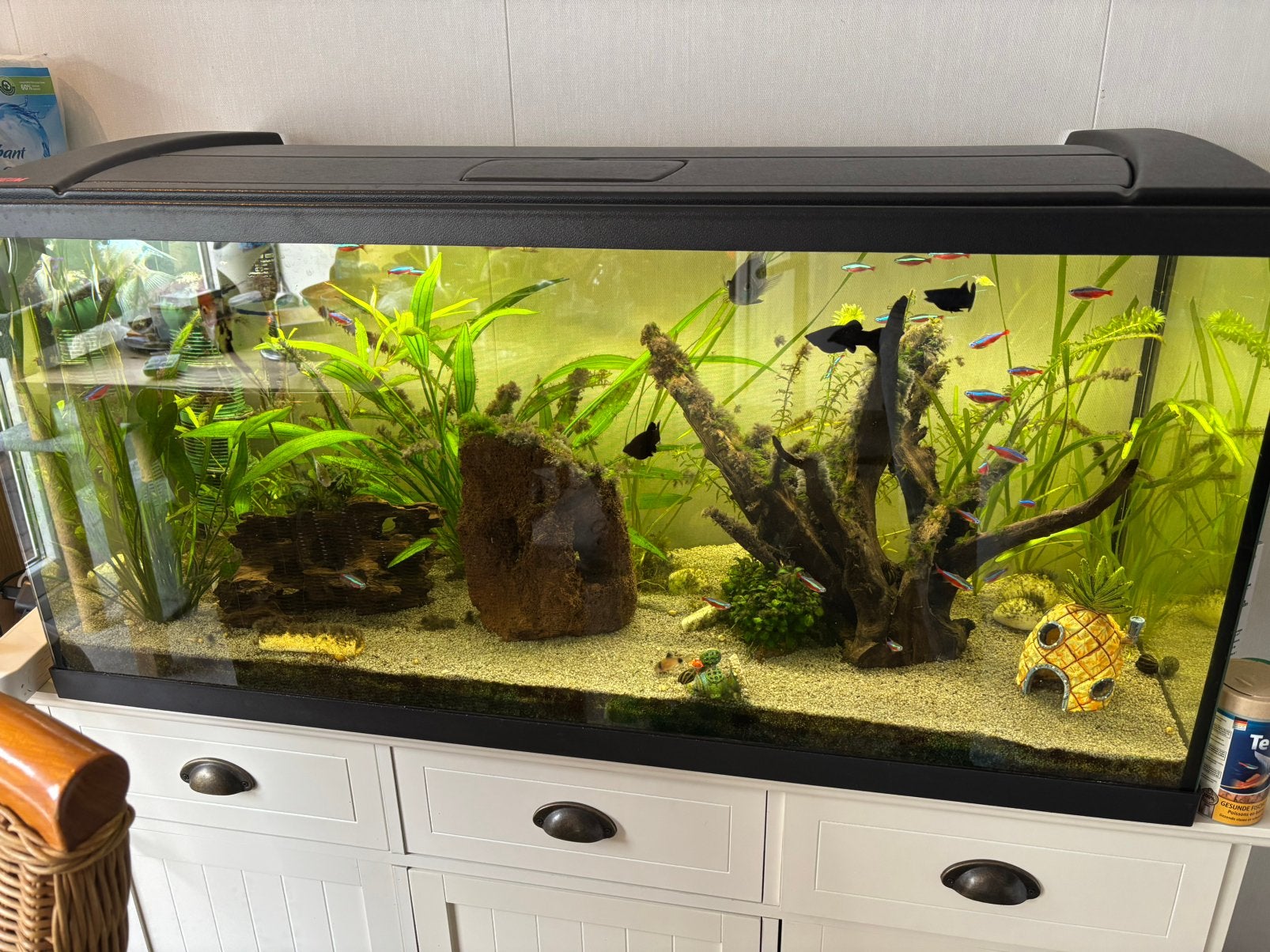 Aquarium inhoud te koop vissen/planten, Ophalen, Inclusief planten, Zo goed als nieuw, Gevuld zoetwateraquarium