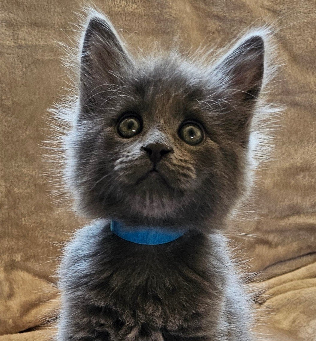 Zeer mooie aanhankelijke Maine Coon kittens, Dieren en Toebehoren, Katten en Kittens | Raskatten | Langhaar, Meerdere dieren, Gechipt