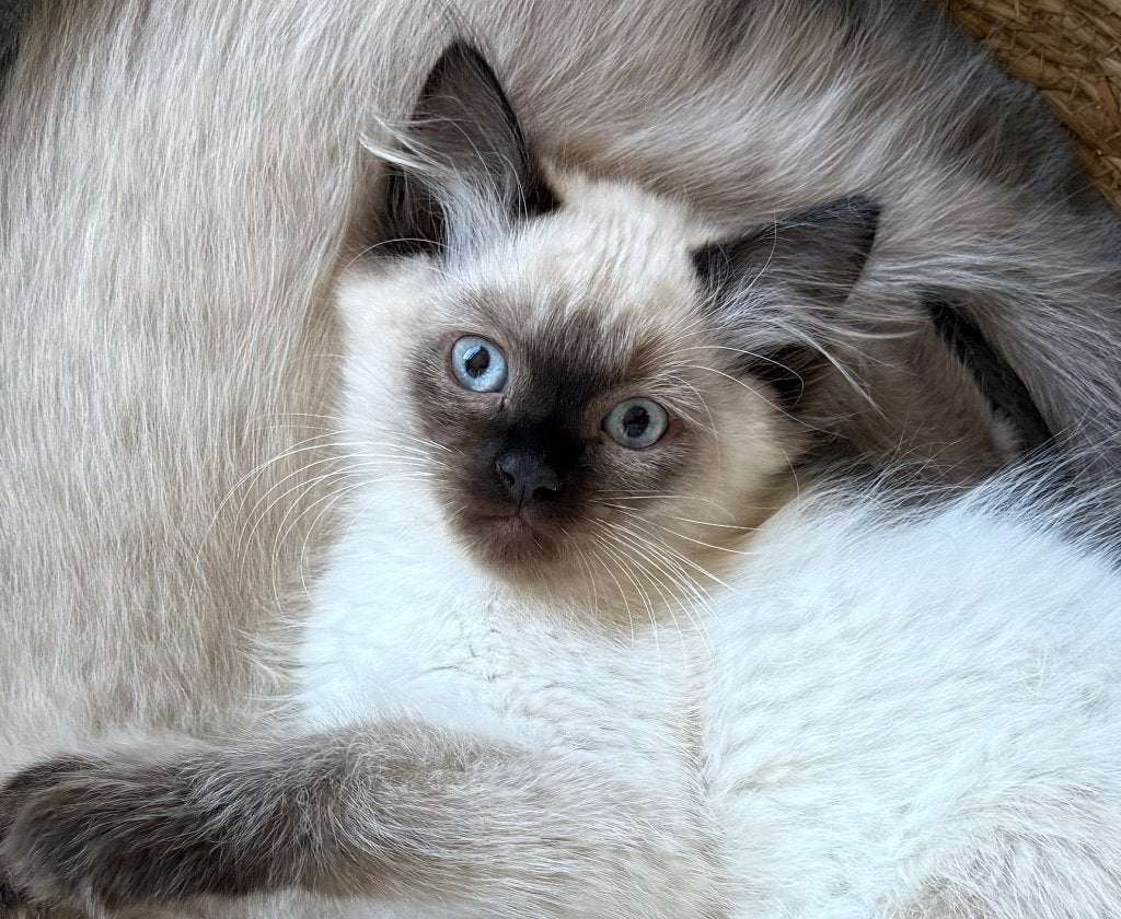 Ontzettend lieve raszuivere Ragdoll kittens, Kater, Ontwormd, 0 tot 2 jaar