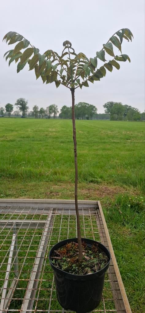 Toona sinensis. Uiensoepboom, Ophalen, Bloeit niet, Overige soorten, Minder dan 100 cm