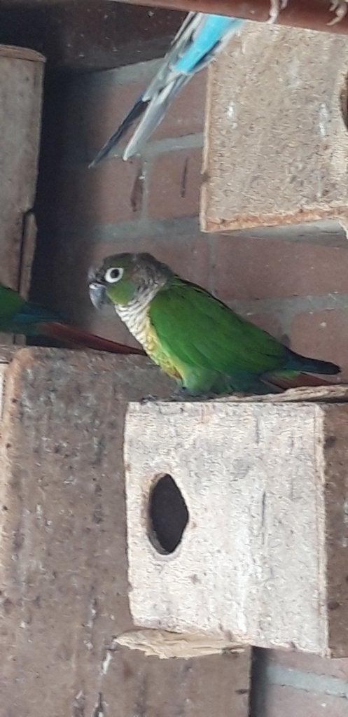 Jonge oogringpapagaaien, Meerdere dieren, Parkiet, Tam