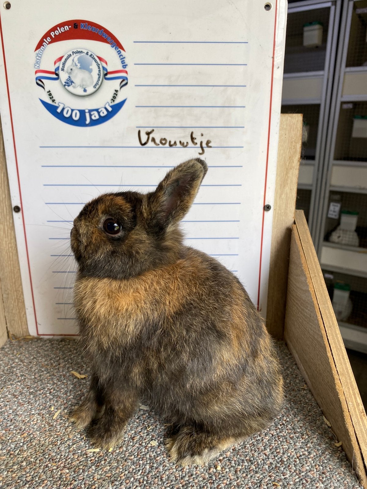 Jonge dwergkonijnen handtam, Dieren en Toebehoren, Konijnen, Meerdere dieren, Dwerg