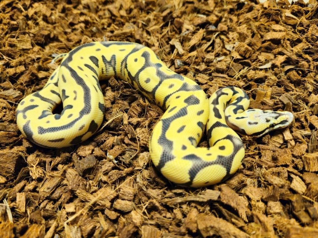 HOUTEN DEALS - Diverse koningspythons Ball Python - unknown for sale from Michiel