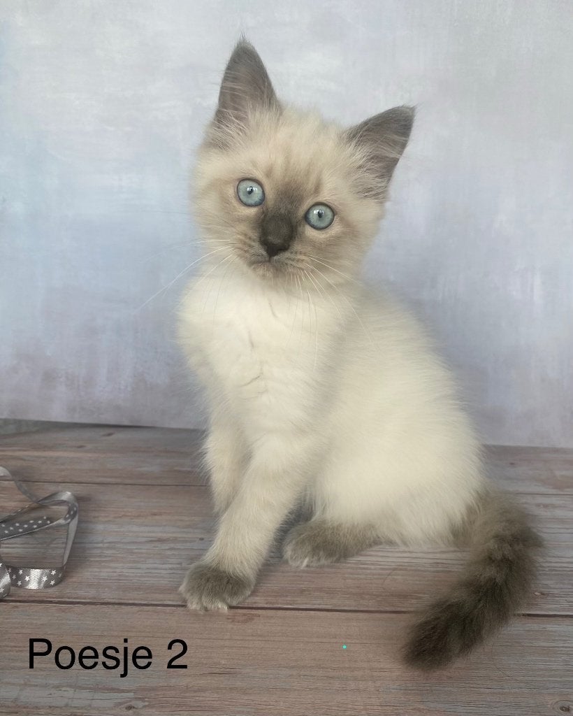 Lieve Ragdoll kitten, Meerdere dieren, Gechipt, 0 tot 2 jaar