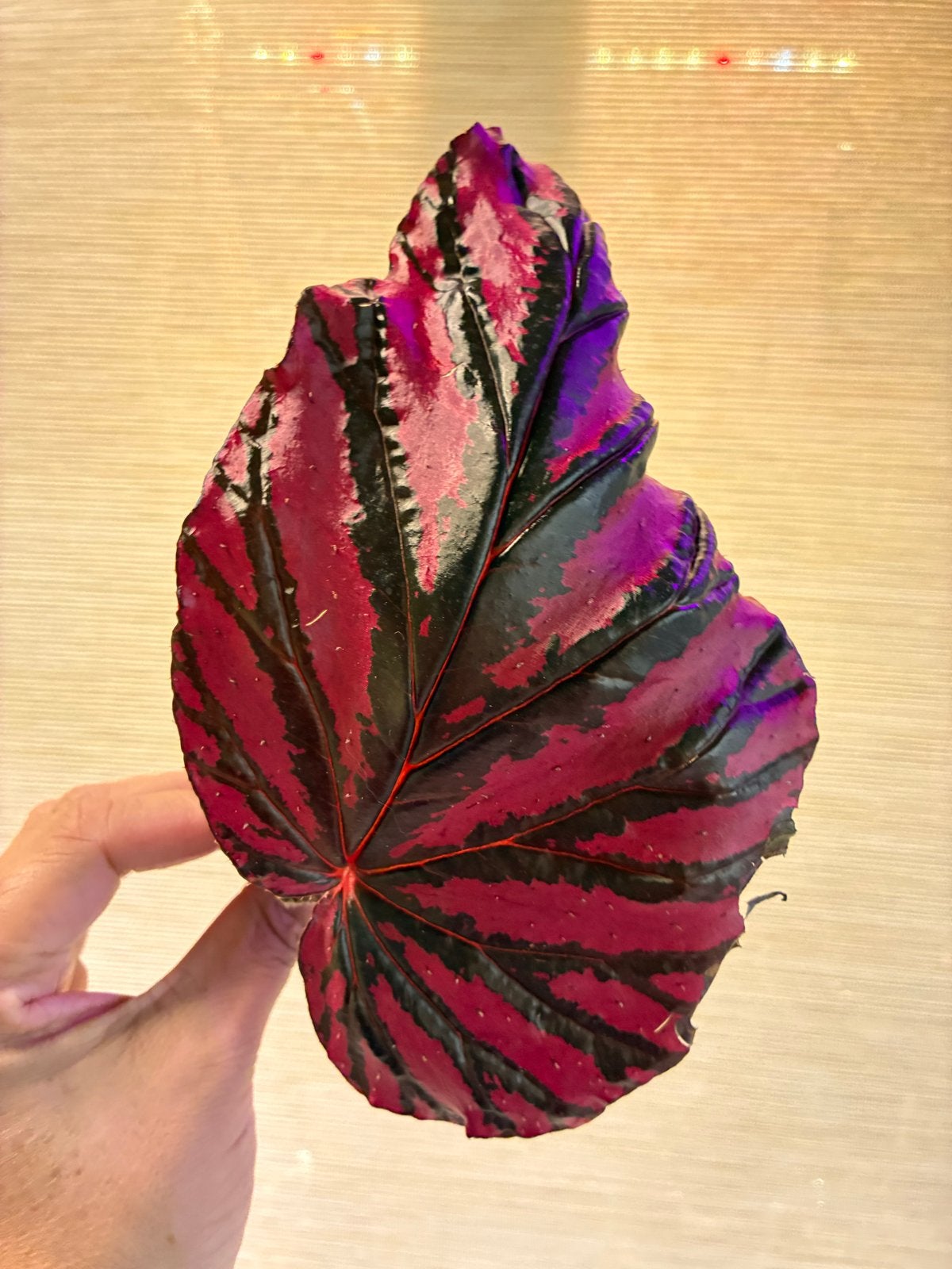 Gewortelde Begonia Brevirimosa Middenstek (1), Ophalen of Verzenden, Halfschaduw, Minder dan 100 cm