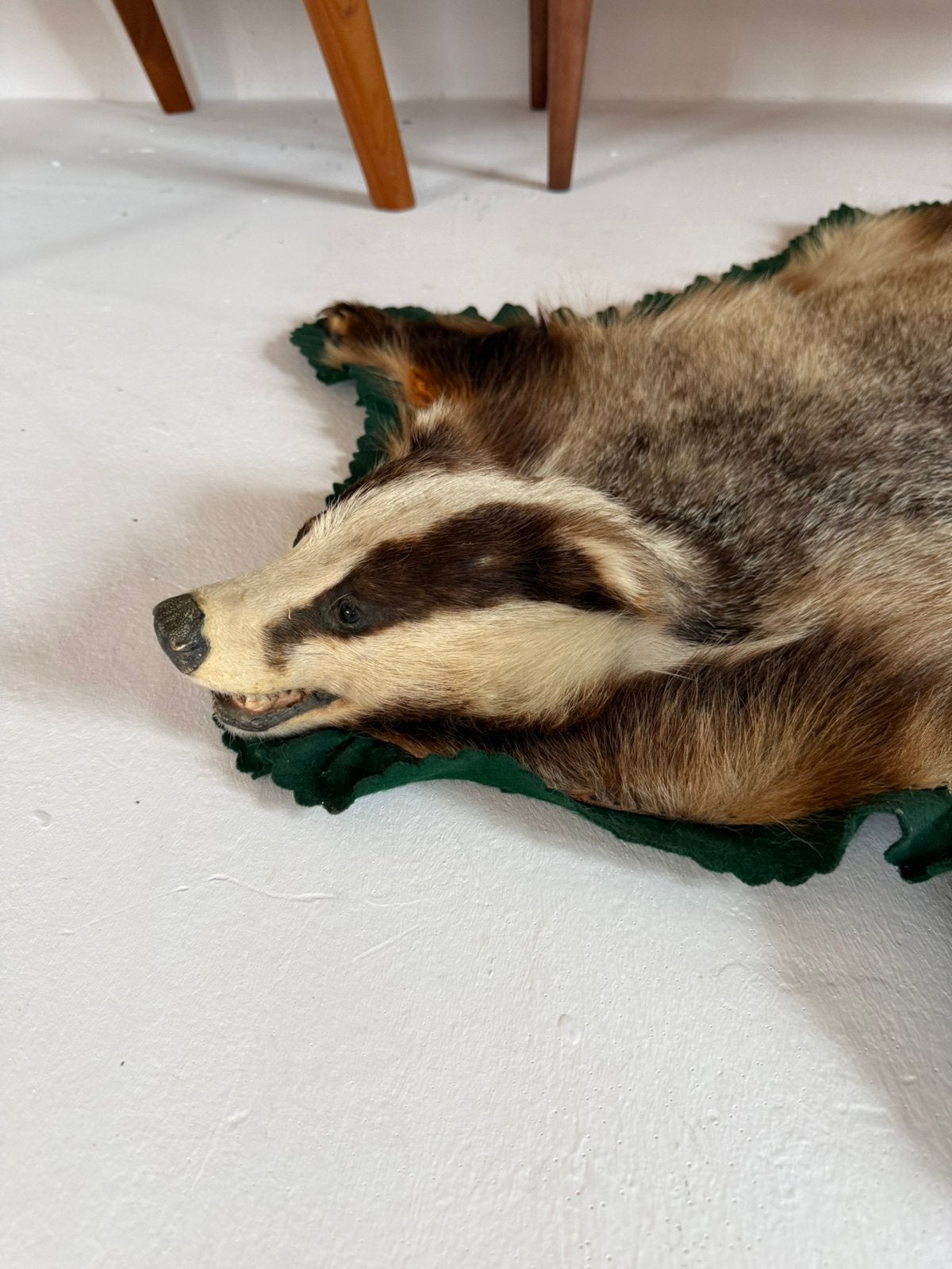 Taxidermie van een opgezette Das ‘90, Verzamelen, Ophalen of Verzenden, Zo goed als nieuw, Wild dier, Opgezet dier