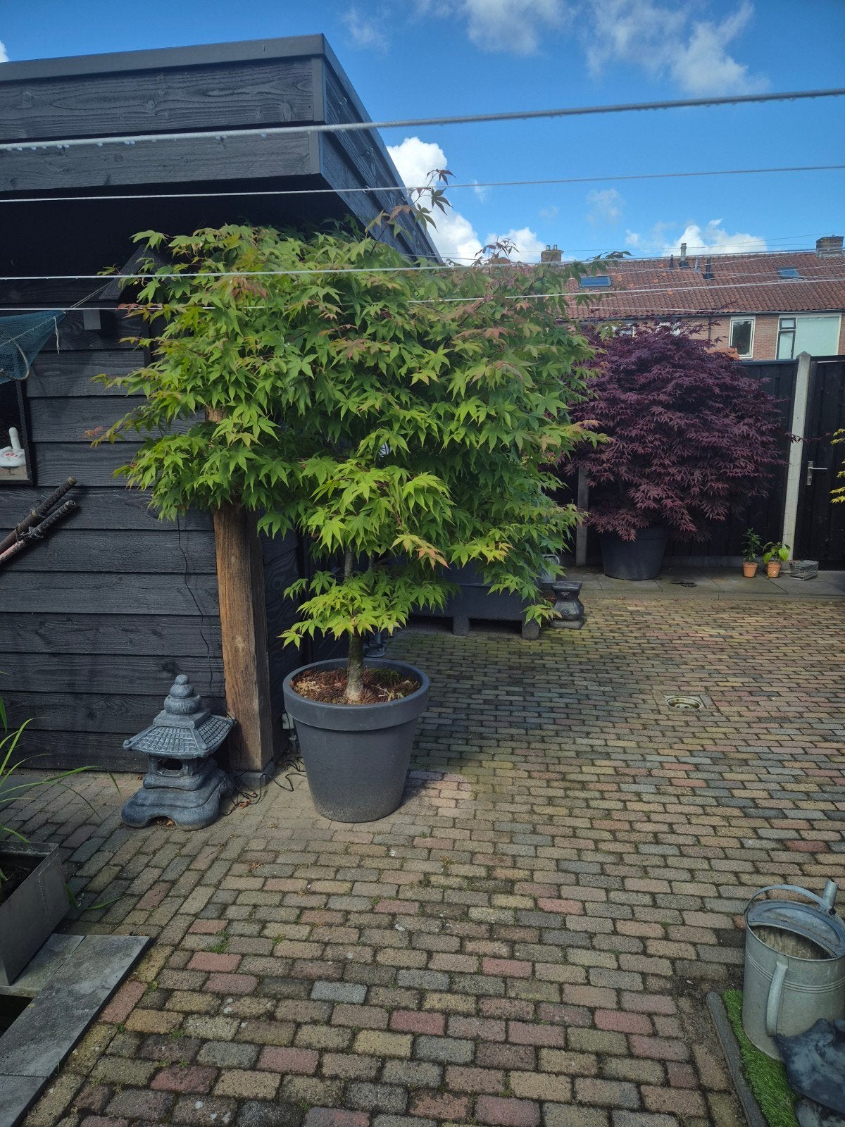 mooie hoge Japanse Esdoorn in pot, Bloeit niet, Halfschaduw, Overige soorten, 100 tot 250 cm