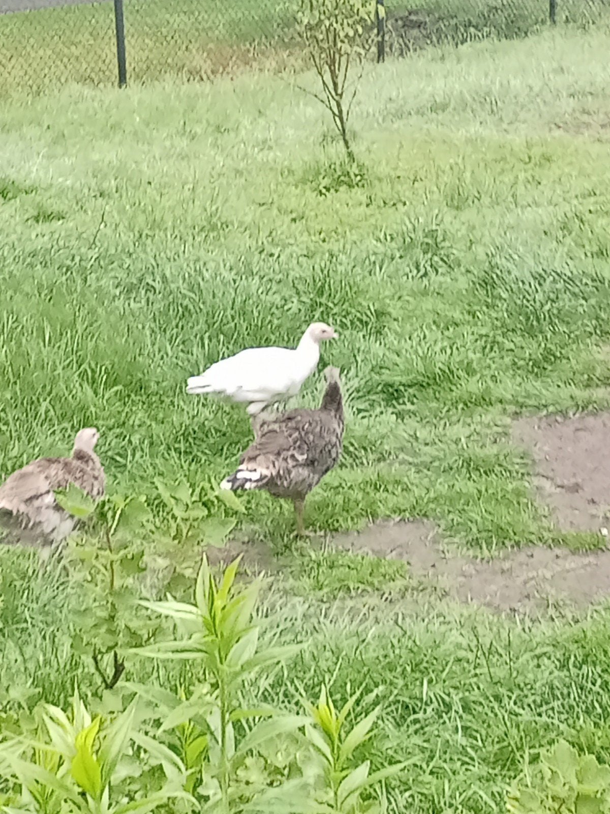 3 jonge kalkoenen, Meerdere dieren, Kalkoen