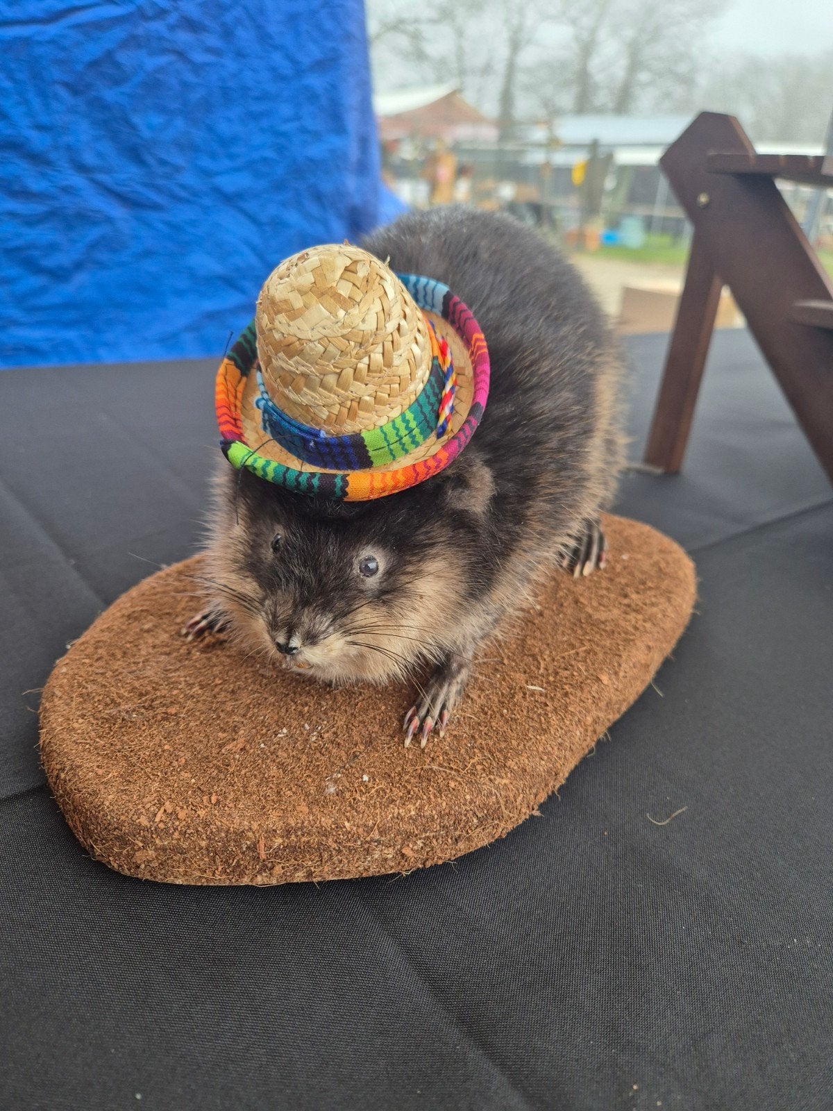 Te koop: opgezette muskusrat, Verzamelen, Dierenverzamelingen, Ophalen of Verzenden, Nieuw, Wild dier, Opgezet dier
