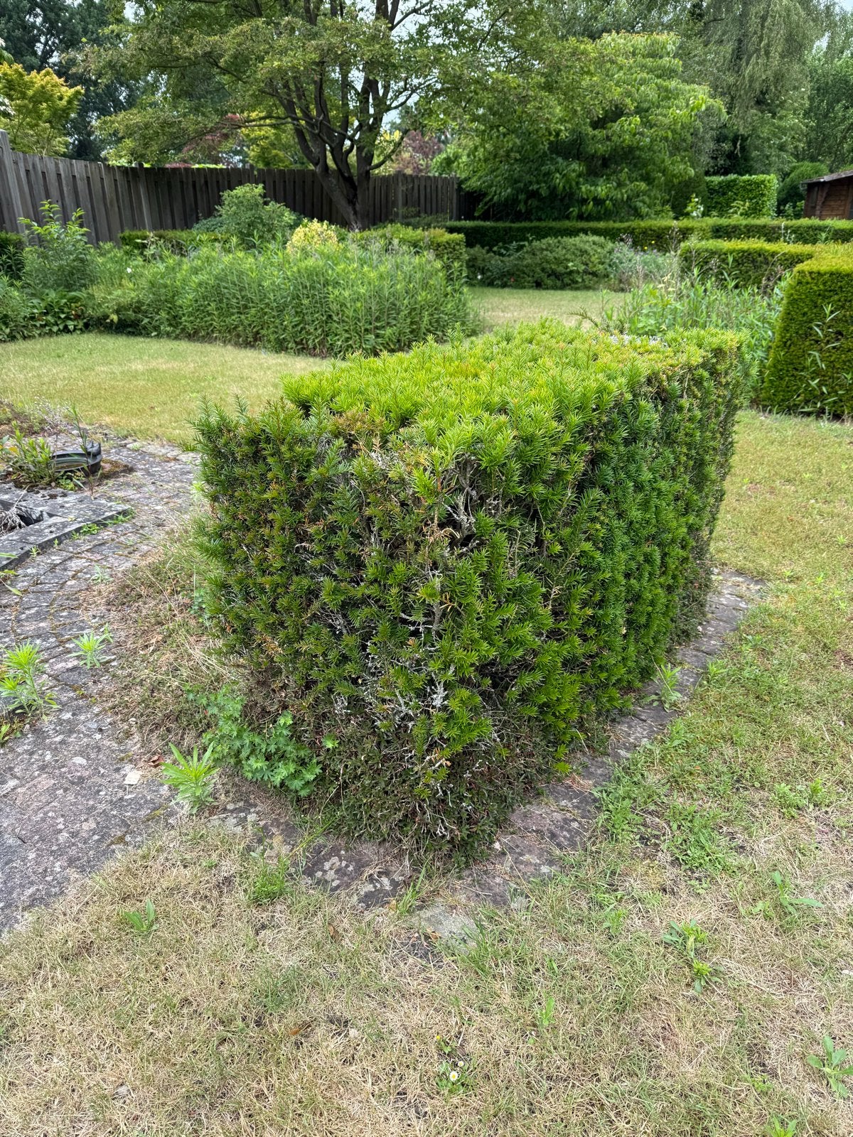 Gratis Taxus haagplanten - van 1 m tot 20 m. Zelf uitgraven, Ophalen, Taxus, Haag, 100 tot 250 cm