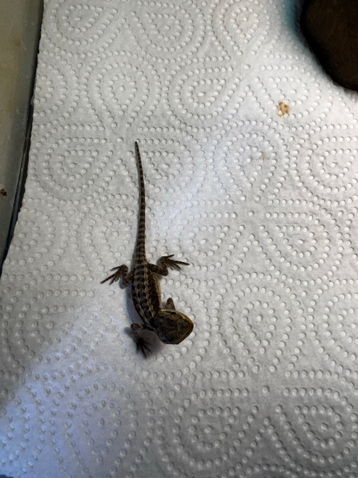 Jonge baardagamen, Dieren en Toebehoren, Reptielen en Amfibieën, Amfibie, 0 tot 2 jaar