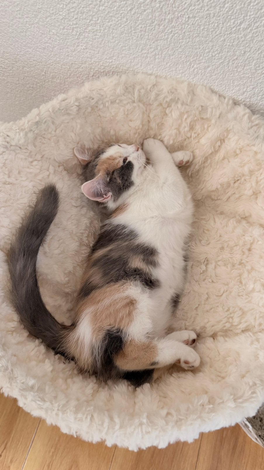 Lieve kittens zoeken warm huis, Meerdere dieren