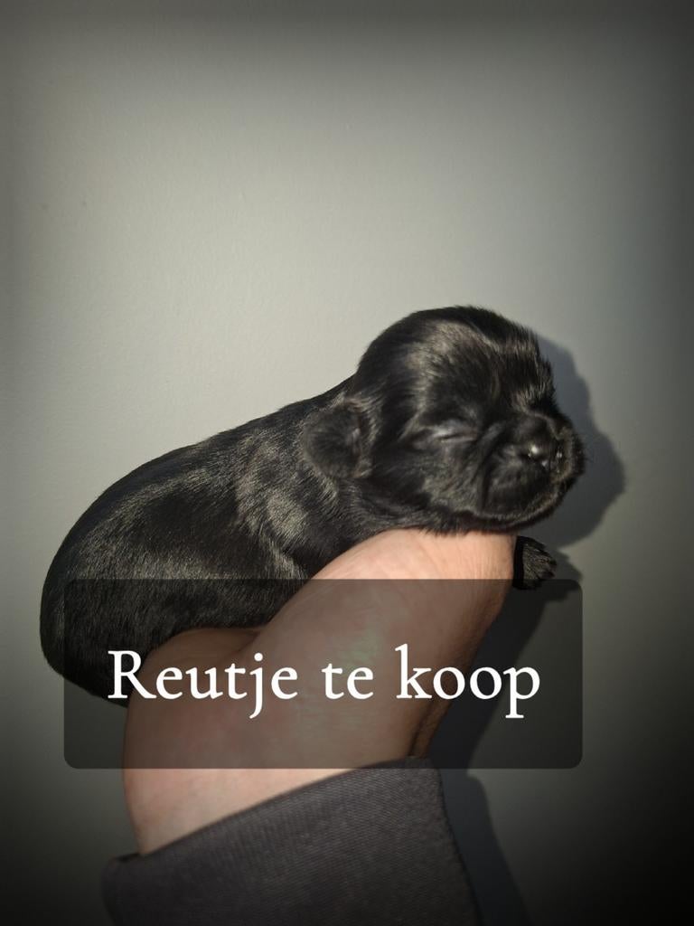 shihtzu pups pas geboren, Parvo, 8 tot 15 weken, Meerdere, Nederland