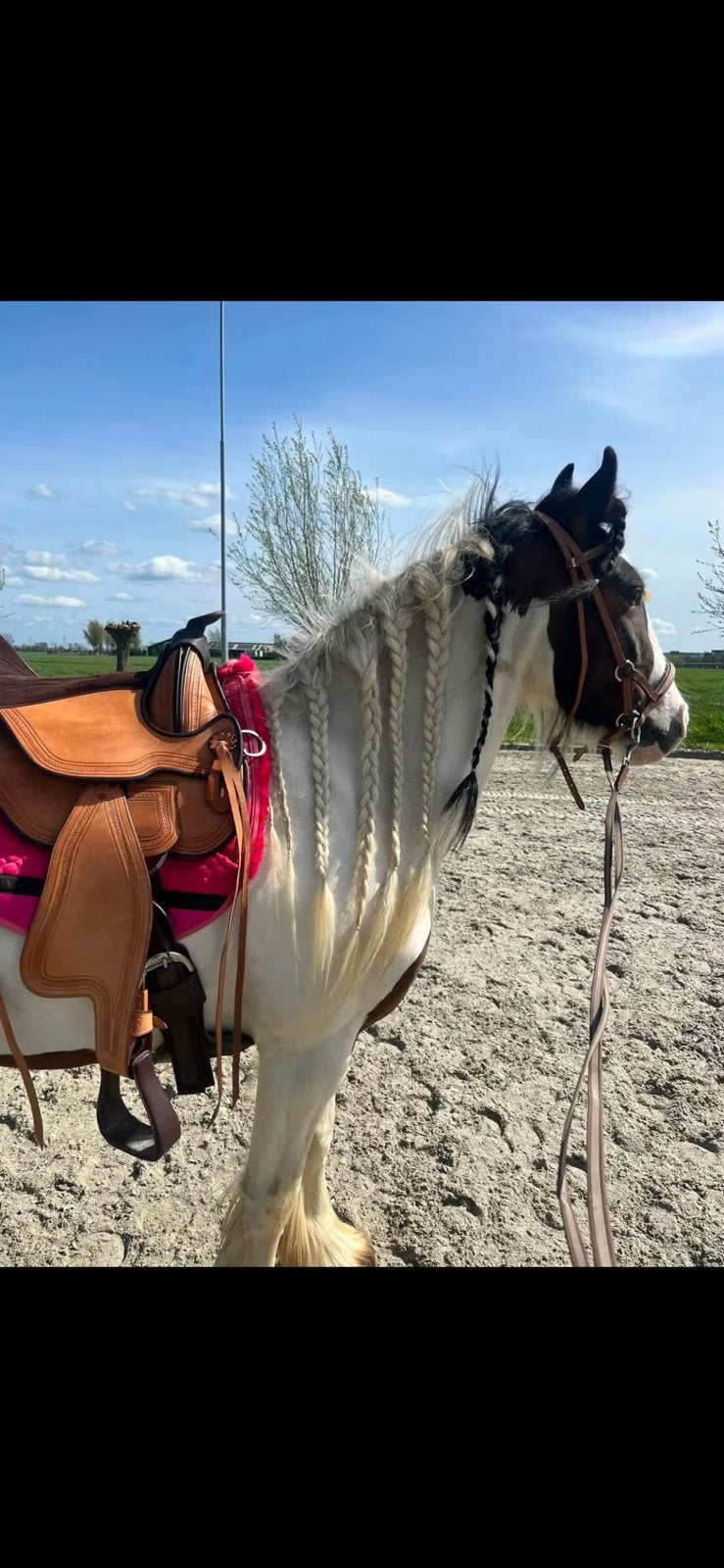 Verzorgster gezocht voor Tinker merrie