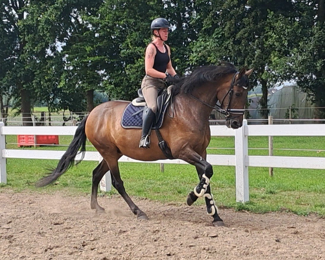 Super lieve grote PRE merrie betuigd & Gereden, Merrie, Met stamboom, 170 tot 175 cm, 11 jaar of ouder